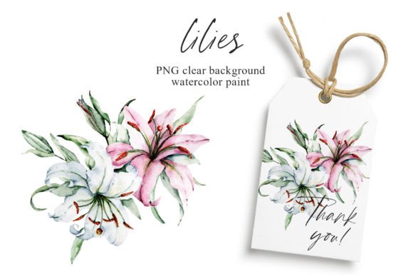 Download Pink and White Flowers Lilies, PNG. - White Collection